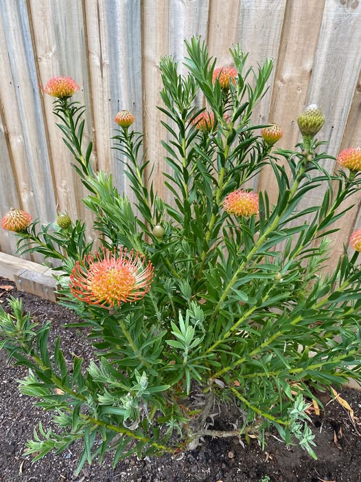 Leucospermum 'So Successful'