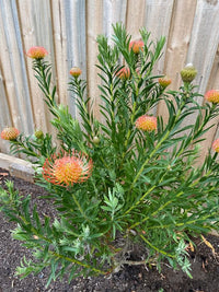 Leucospermum 'So Successful'