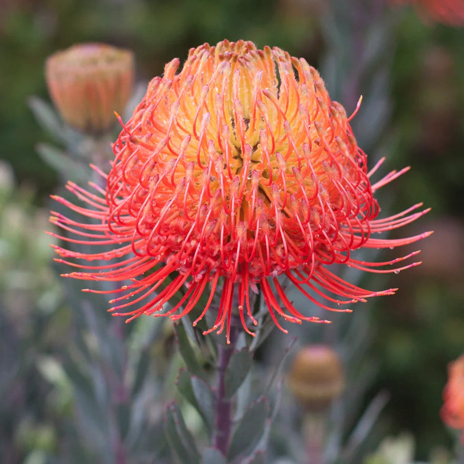 Leucospermum ‘So Exquisite’ - Large