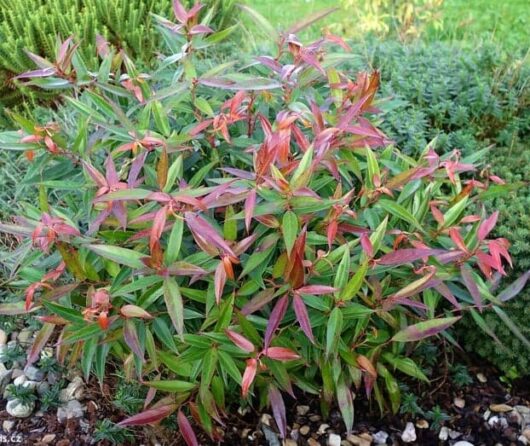 Leucothoe Burning Love (Leucothoe keiskei)