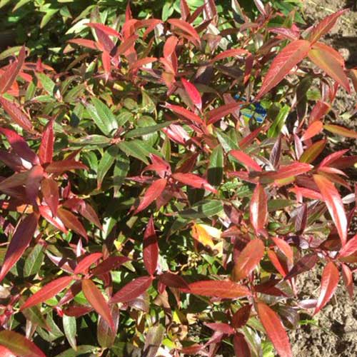 Leucothoe Burning Love (Leucothoe keiskei)