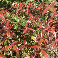 Leucothoe Burning Love (Leucothoe keiskei)