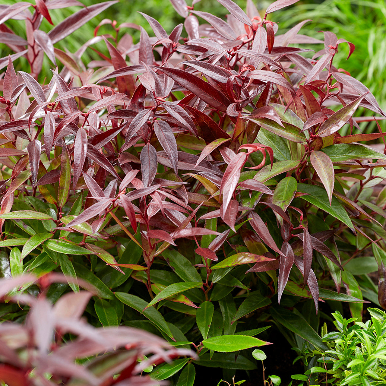 Leucothoe Burning Love (Leucothoe keiskei)