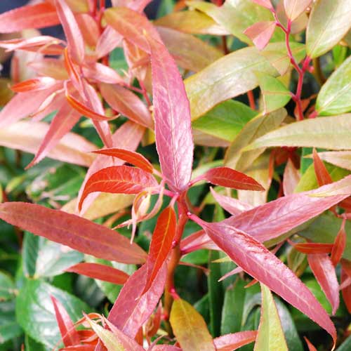 Leucothoe Burning Love (Leucothoe keiskei)