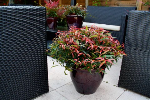 Leucothoe Burning Love