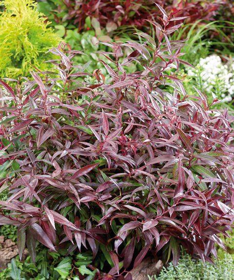 Leucothoe Burning Love - Ladybird Nursery