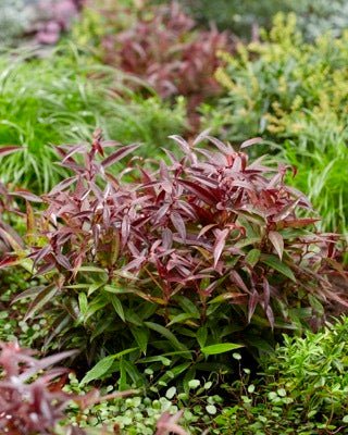 Leucothoe Burning Love - Ladybird Nursery