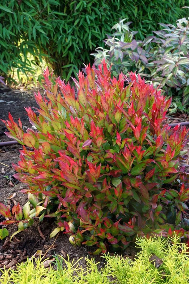 Leucothoe Little Flames - Ladybird Nursery