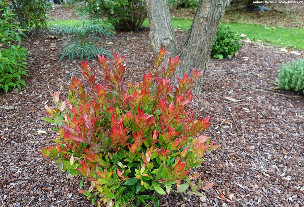Leucothoe Little Flames