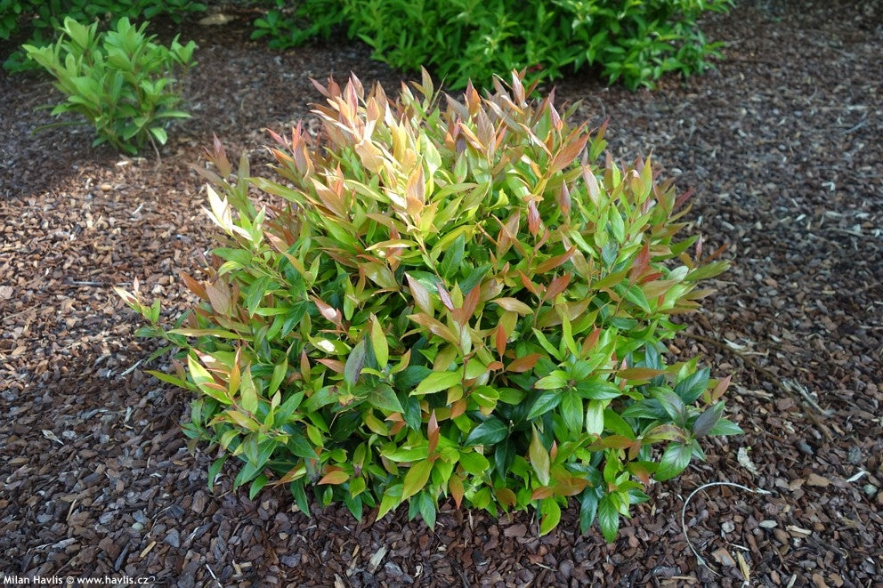 Leucothoe Little Flames