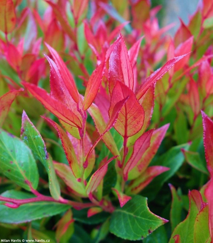 Leucothoe Little Flames - Ladybird Nursery