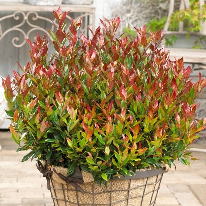 Leucothoe Little Flames - Ladybird Nursery