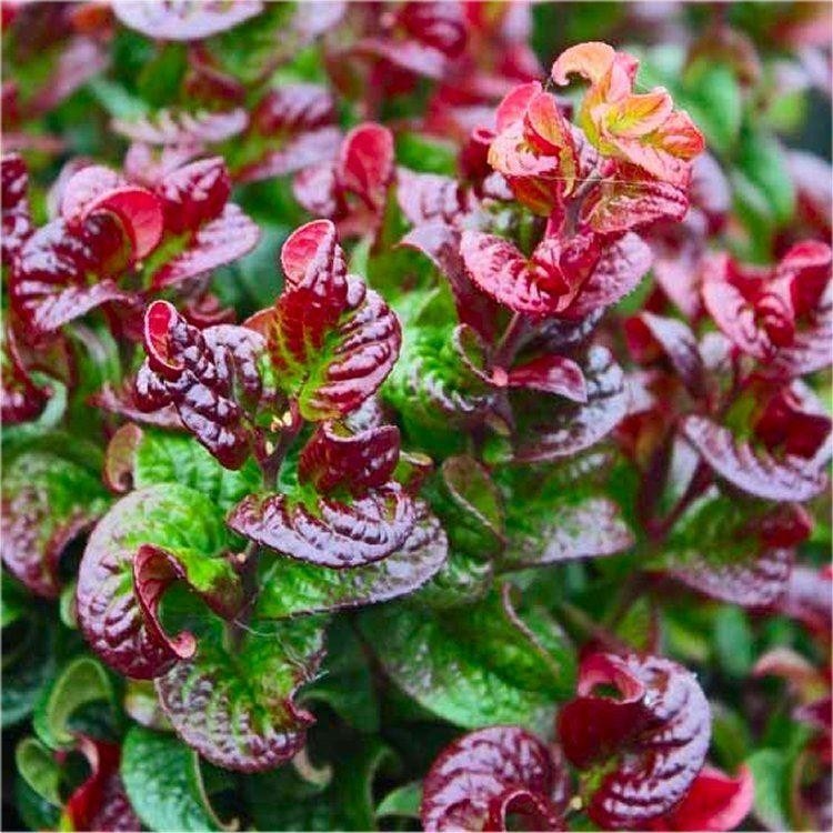 Leucothoe Twisting Red