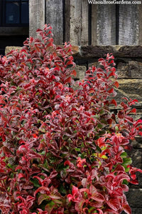 Leucothoe Twisting Red