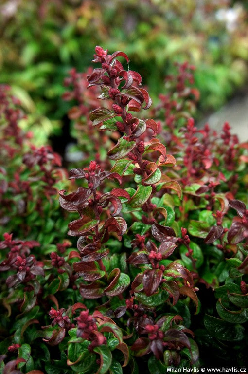 Leucothoe Twisting Red