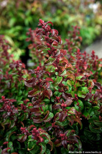 Leucothoe Twisting Red