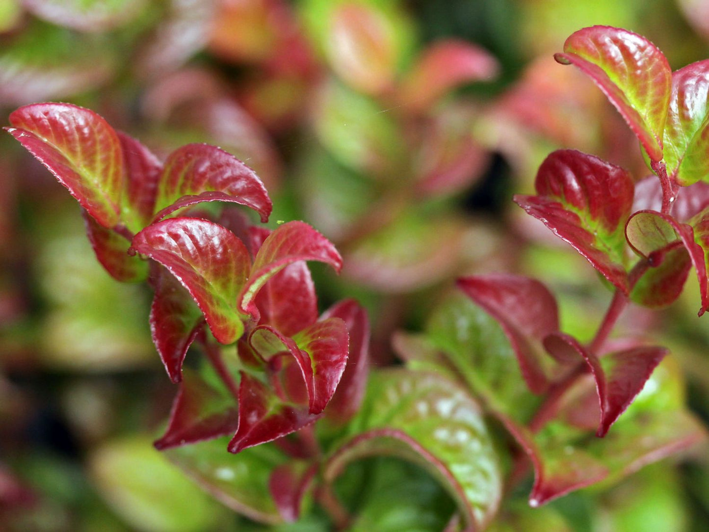 Leucothoe Twisting Red