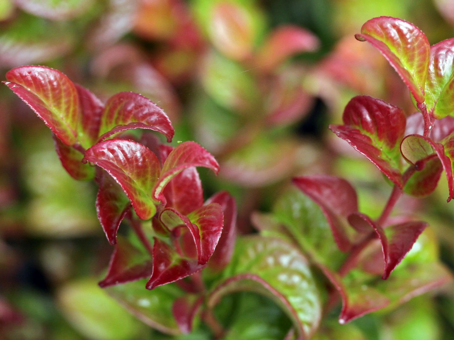 Leucothoe Twisting Red