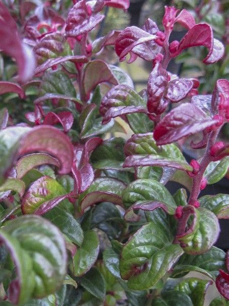 Leucothoe Twisting Red - Ladybird Nursery