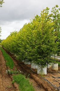 Leyland Cypress Castlewellan Gold (Cupressocyparis leylandii)