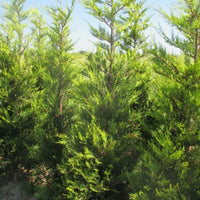 Leyland Cypress Castlewellan Gold (Cupressocyparis leylandii)