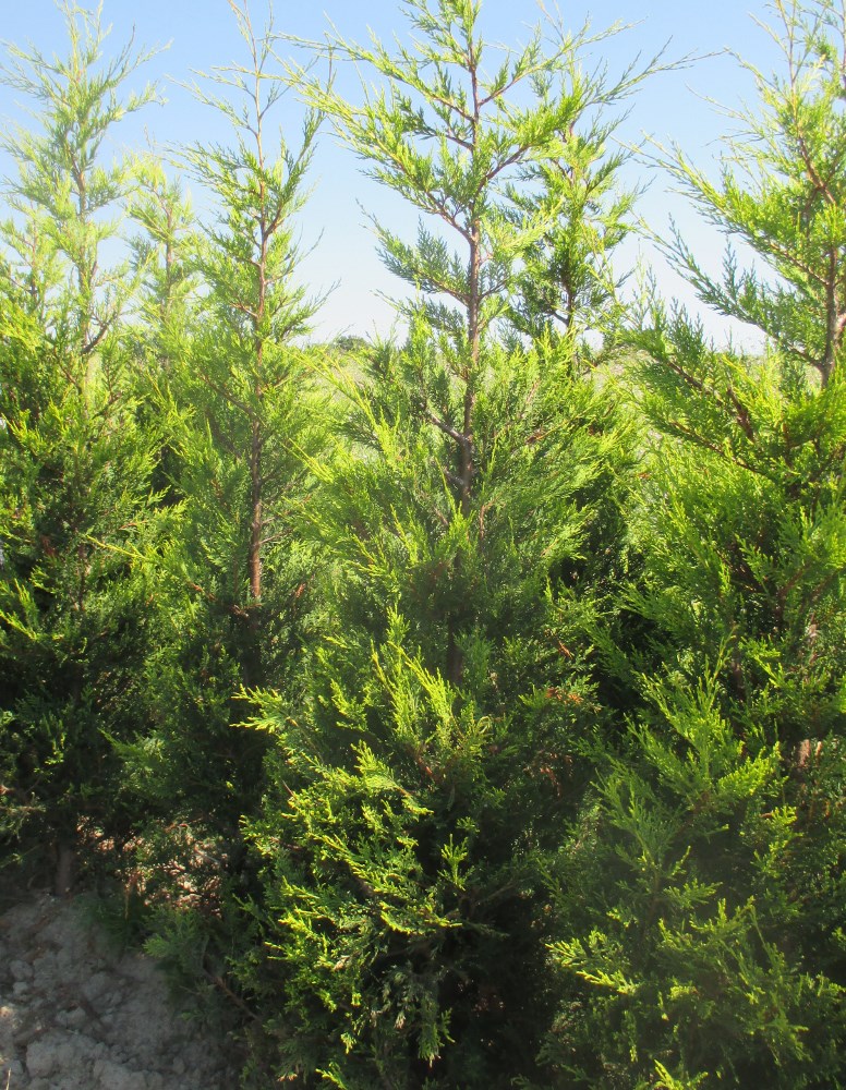 Leyland Cypress Castlewellan Gold (Cupressocyparis leylandii)
