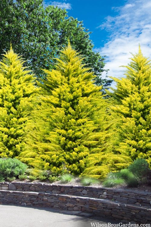 Leyland Cypress Fern Gold (Cupressocyparis leylandii)