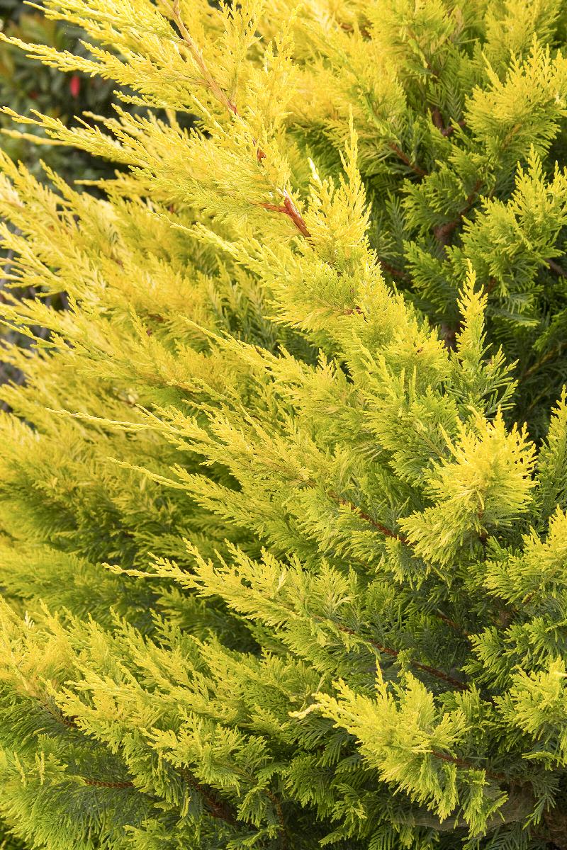 Leyland Cypress Fern Gold (Cupressocyparis leylandii)