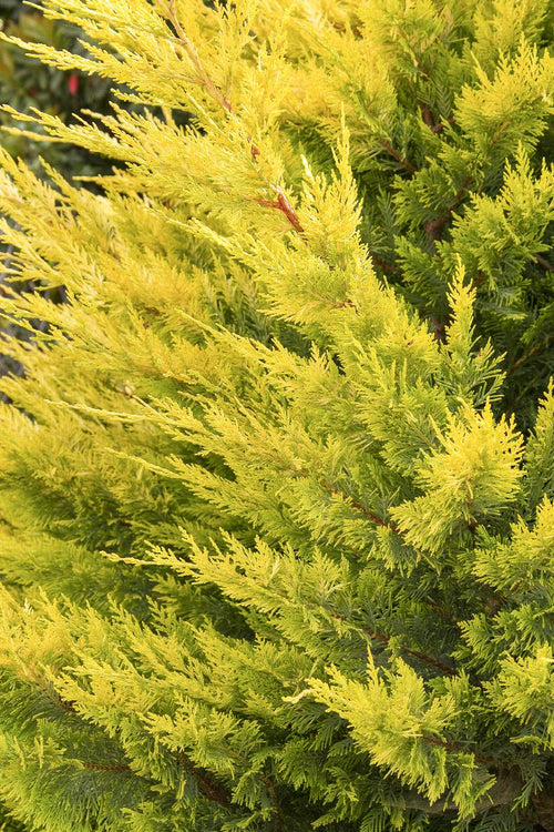 Leyland Cypress Fern Gold (Cupressocyparis leylandii)