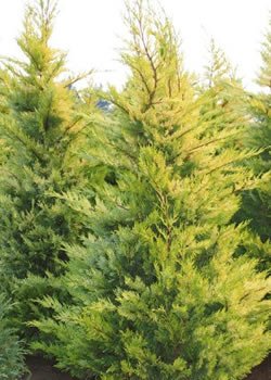 Leyland Cypress Fern Gold (Cupressocyparis leylandii) - Ladybird Nursery