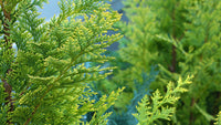 Leyland Cypress Fern Gold (Cupressocyparis leylandii) - Ladybird Nursery