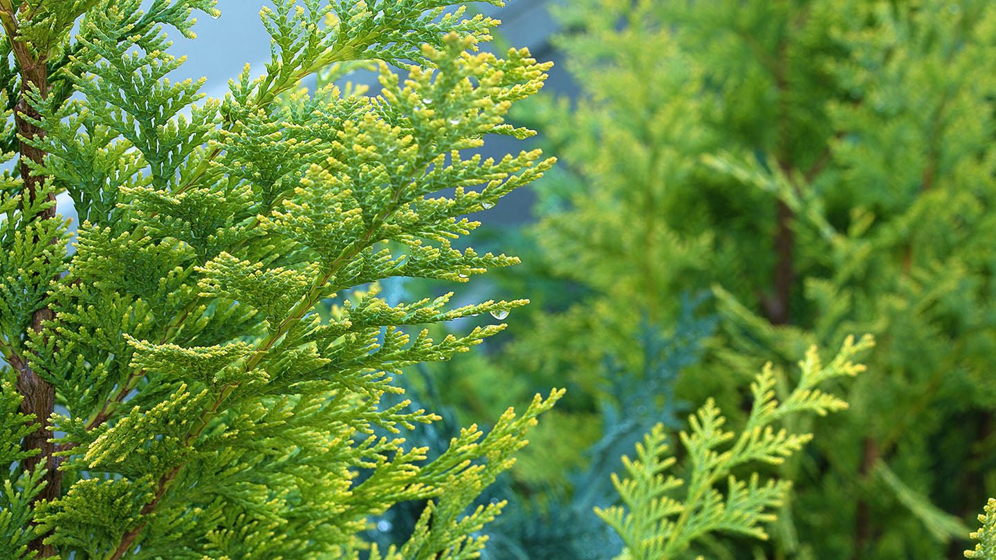 Leyland Cypress Fern Gold (Cupressocyparis leylandii) - Ladybird Nursery