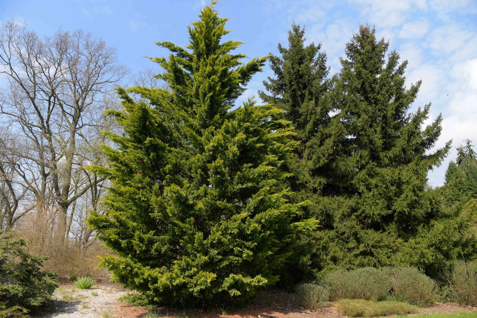 Leighton Green Hedging Conifer (Cupressocyparis leylandii)