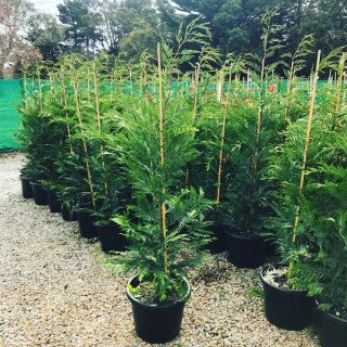 Leighton Green Hedging Conifer (Cupressocyparis leylandii)