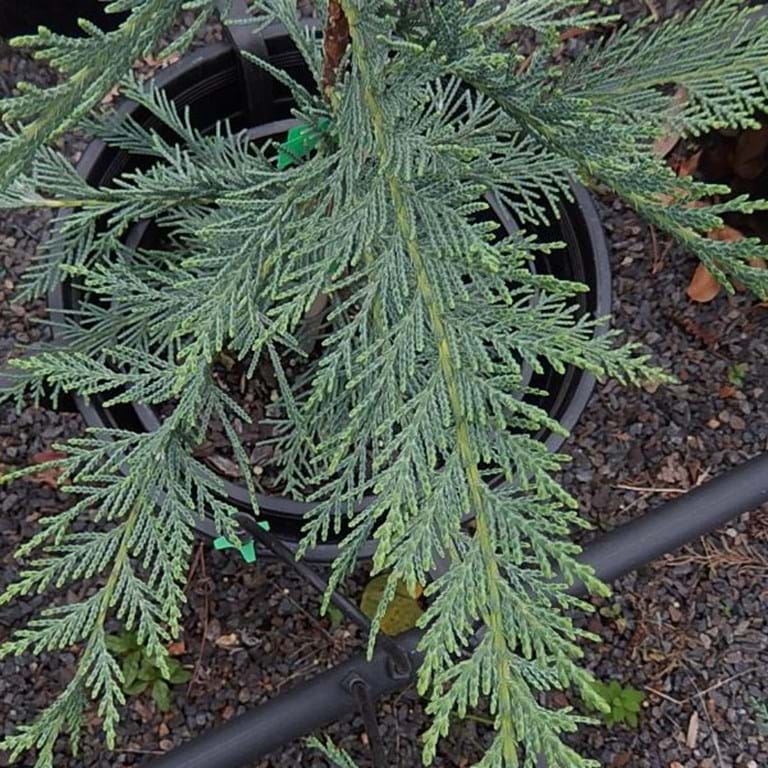 Leyland Cypress Naylors Blue (Cupressocyparis leylandii)