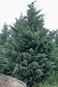 Leyland Cypress Naylors Blue (Cupressocyparis leylandii)