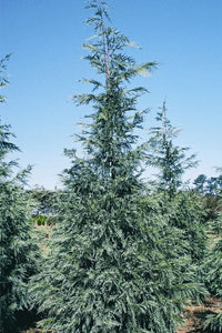 Leyland Cypress Naylors Blue (Cupressocyparis leylandii)