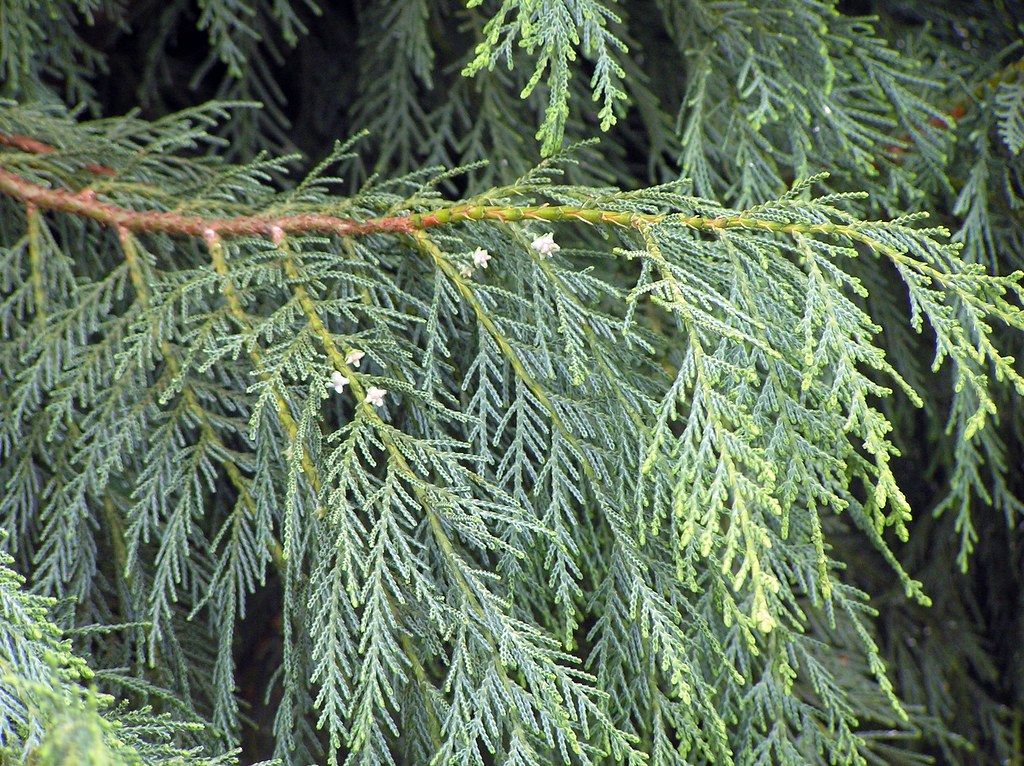 Leyland Cypress Naylors Blue (Cupressocyparis leylandii)