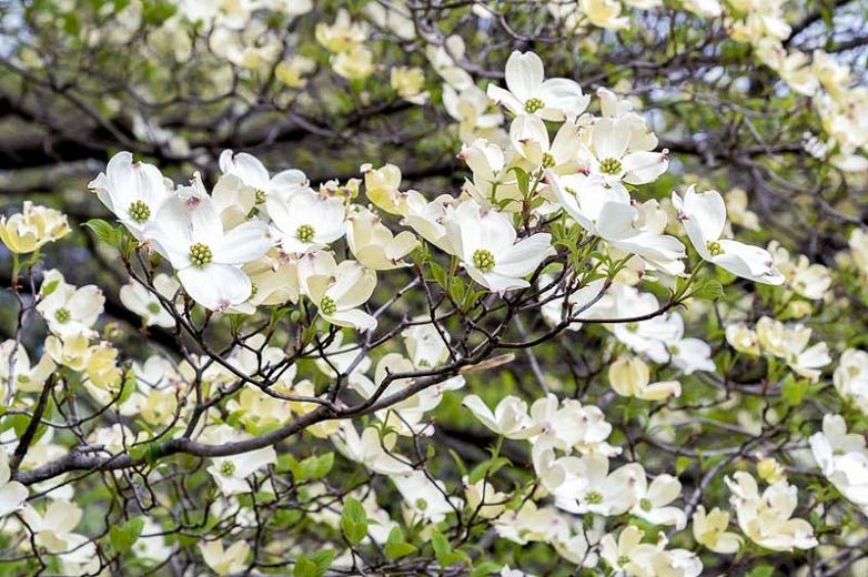 White Flowering Dogwood alba (Cornus florida) - Ladybird Nursery