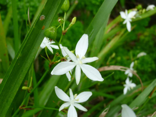 Libertia (Libertia paniculata)