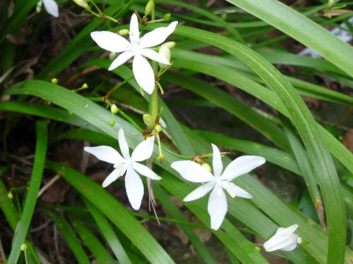 Libertia (Libertia paniculata)