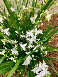 Libertia (Libertia paniculata) - Ladybird Nursery