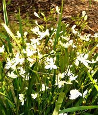 Libertia (Libertia paniculata)