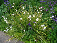 Libertia (Libertia paniculata)