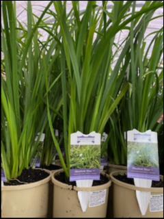 Libertia 'Shadow Star' (Libertia paniculata)