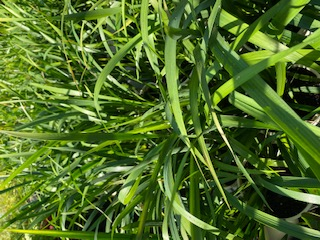 Libertia 'Shadow Star' (Libertia paniculata)