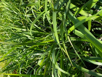 Libertia 'Shadow Star' (Libertia paniculata)