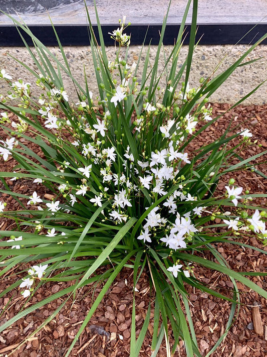 Libertia 'Shadow Star' (Libertia paniculata) - Ladybird Nursery