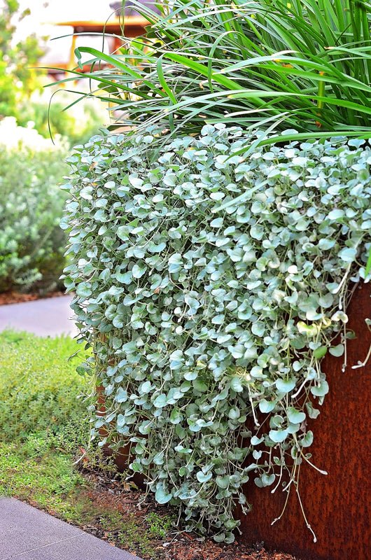 Dichondra ‘Silver Falls’ (Dichondra argentea) - Ladybird Nursery