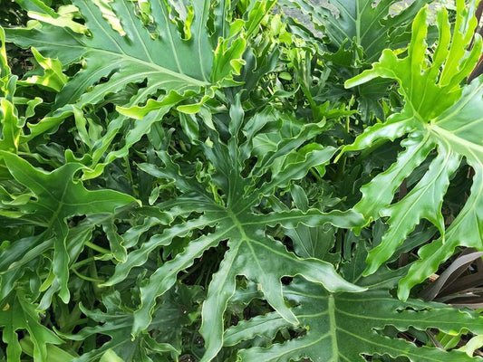 Lickety Split Plant (Philodendron) - Ladybird Nursery